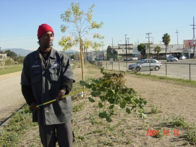 Homeboy Industries Maintenance Specialist removing large mallow weed with the Ergonica Weed Twister - Click for larger image!