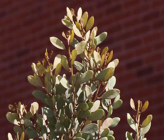 Drought Tolerant Arizona Shrubs, Grasses, Groundcovers by Rich Benda