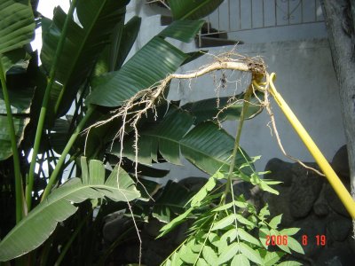 Weed Twister vs. Ailanthus - See enlarged image!