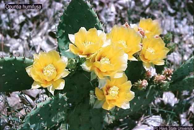 opuntia humifusa USDA