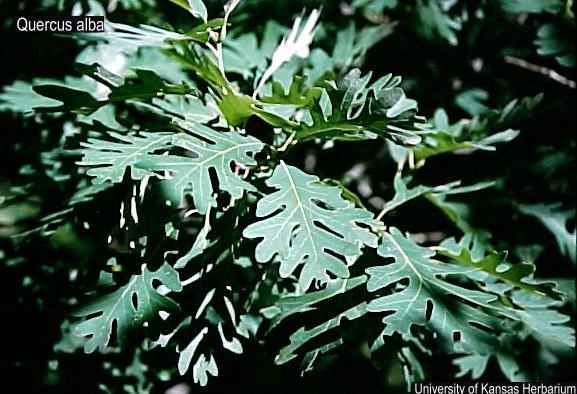 quercus alba USDA