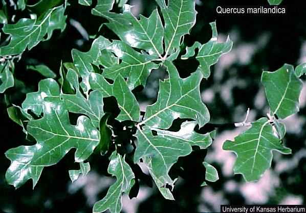 this blackjack oak quercus marilandica was found on one of