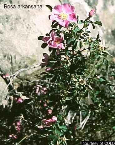 rosa arkansana USDA