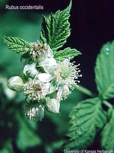 rubus occidentalis USDA