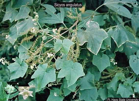 sicyos angulatus USDA