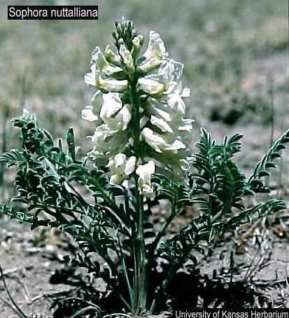 sophora nuttalliana USDA